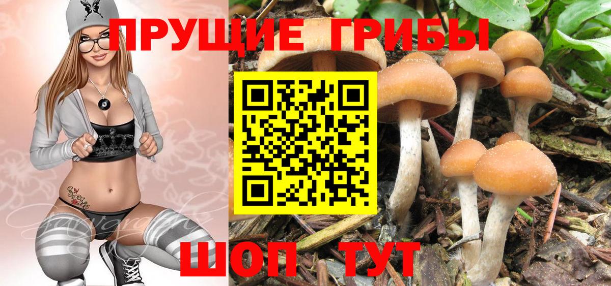 Вятские Поляны  Псилоцибиновые грибы прущие грибы  Вход с VPN 